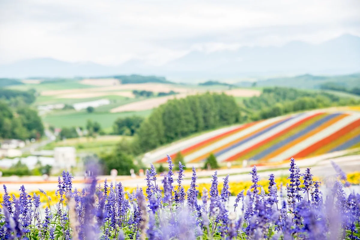 %ED%99%8B%EC%B9%B4%EC%9D%B4%EB%8F%84_%EB%B9%84%EC%97%90%EC%9D%B4_%EC%8B%9C%ED%82%A4%EC%82%AC%EC%9D%B4%EB%85%B8%EC%98%A4%EC%B9%B4.jpg?type=w1200