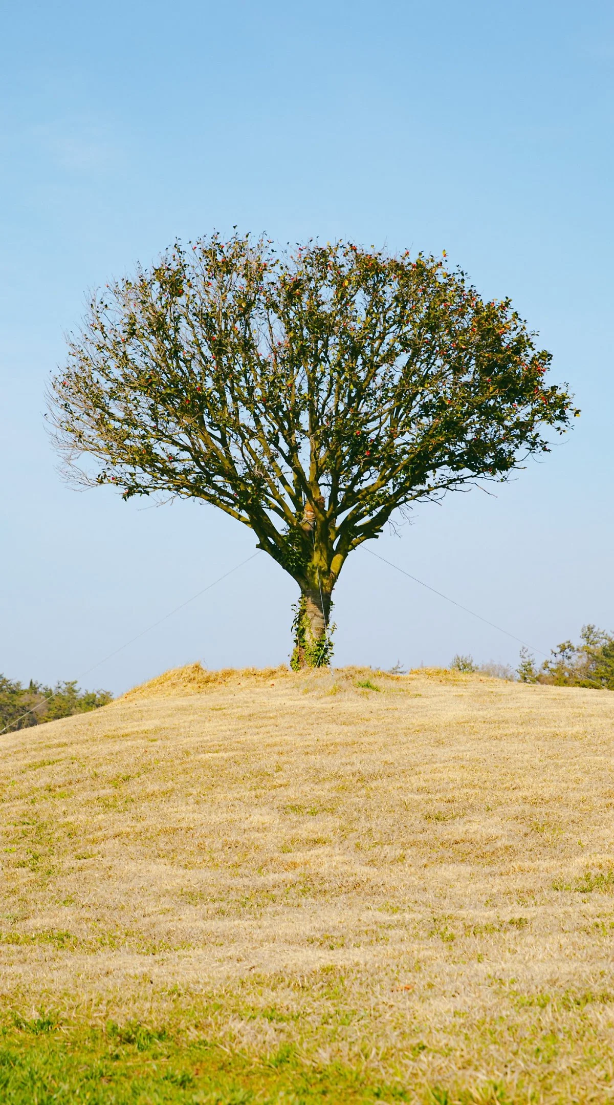 image_992947541713851045487.jpg?type=w1200