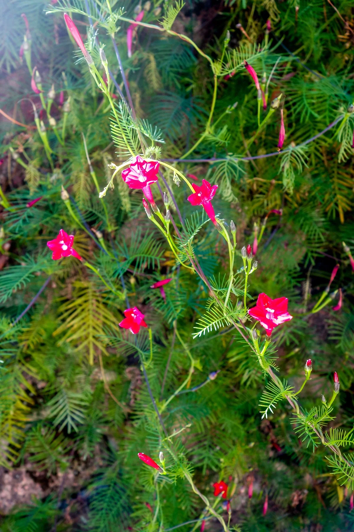 %ED%99%94%EC%95%94%EC%82%AC_%EC%95%BC%EC%83%9D%ED%99%94.jpg?type=w1200