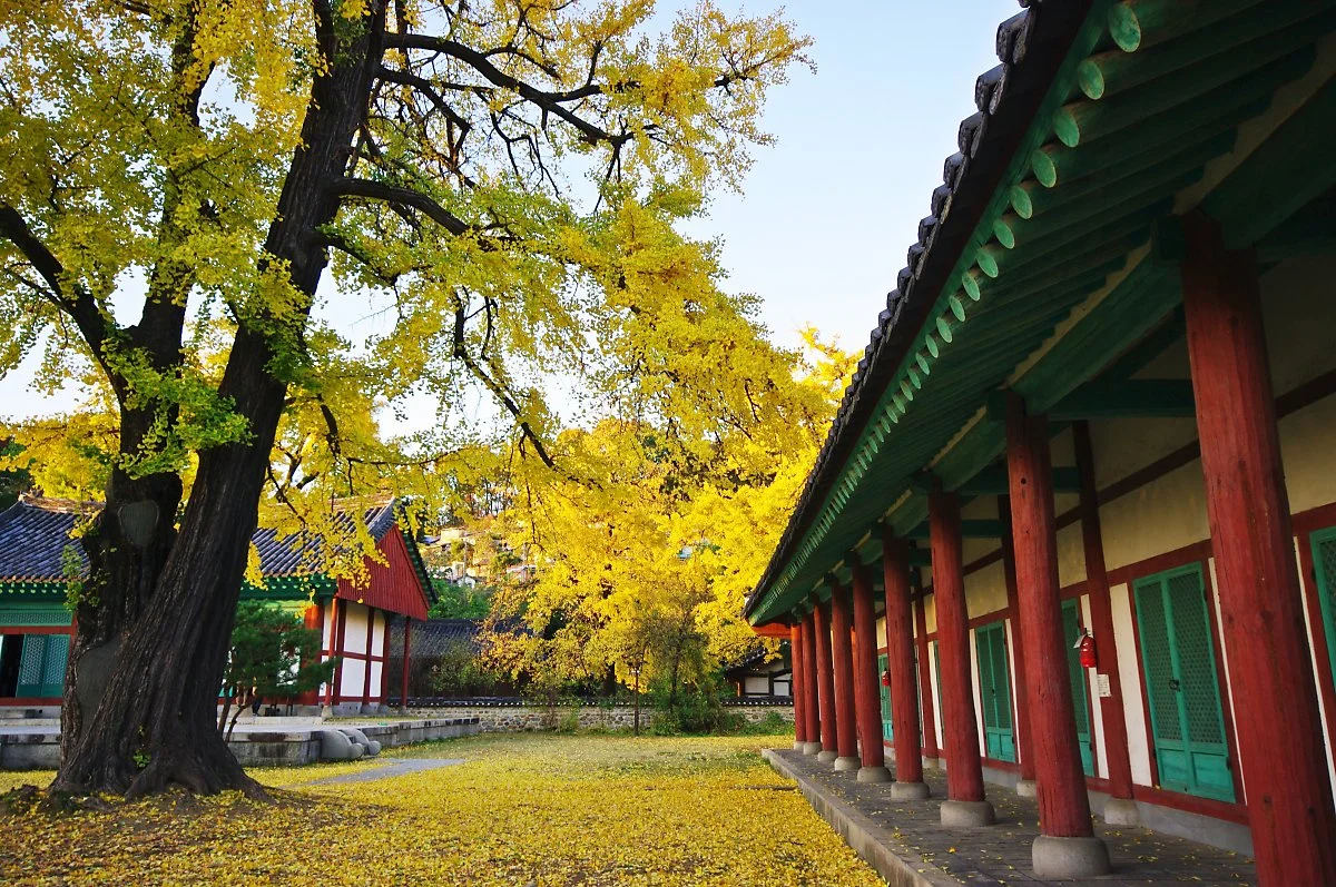 %EC%A0%84%EC%A3%BC_%ED%96%A5%EA%B5%90%EC%9D%98_%EA%B0%80%EC%9D%84._%EC%9D%80%ED%96%89%EB%82%98%EB%AC%B4_%EB%8B%A8%ED%92%8D..JPG?type=w1200