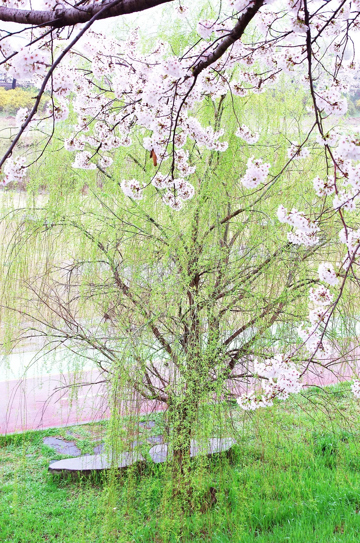 %ED%95%98%EC%96%80_%EB%B2%9A%EA%BD%83_%EC%95%84%EB%9E%98_%EC%97%B0%EB%91%A3%EB%B9%9B_%EC%88%98%EC%96%91%EB%B2%84%EB%93%A4.JPG?type=w1200