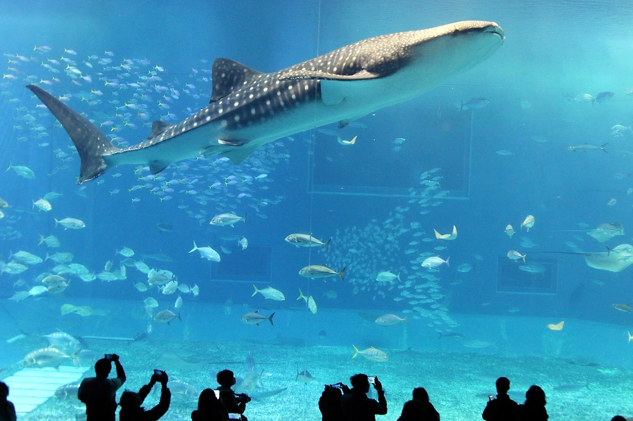 메인_츄라우미수족관 (1).JPG