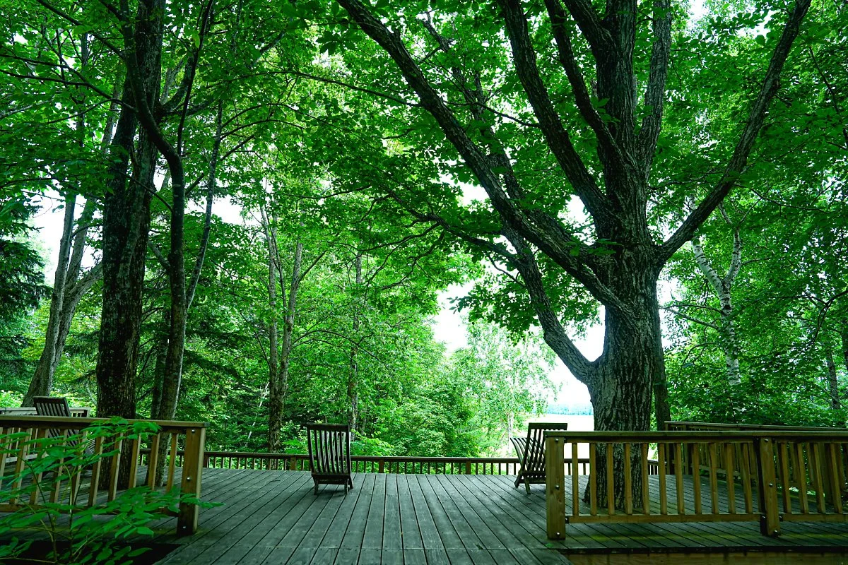 %EB%AA%A8%EB%A6%AC%EB%85%B8_%EA%B0%80%EB%93%A0_%288%29_-_%EC%B6%94%EC%B2%9C.jpg?type=w1200