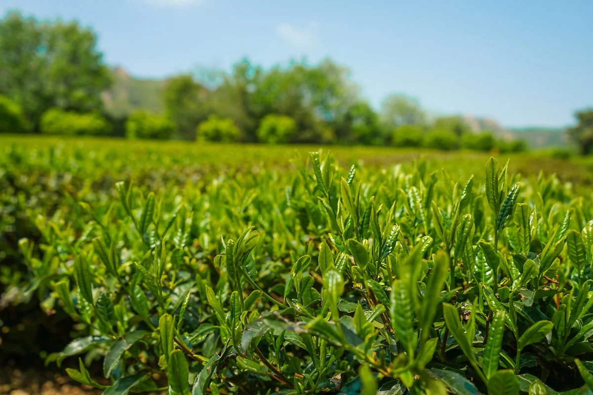 %EA%B0%95%EC%A7%84%EB%8B%A4%EC%9B%90_%288%29.JPG?type=w1200