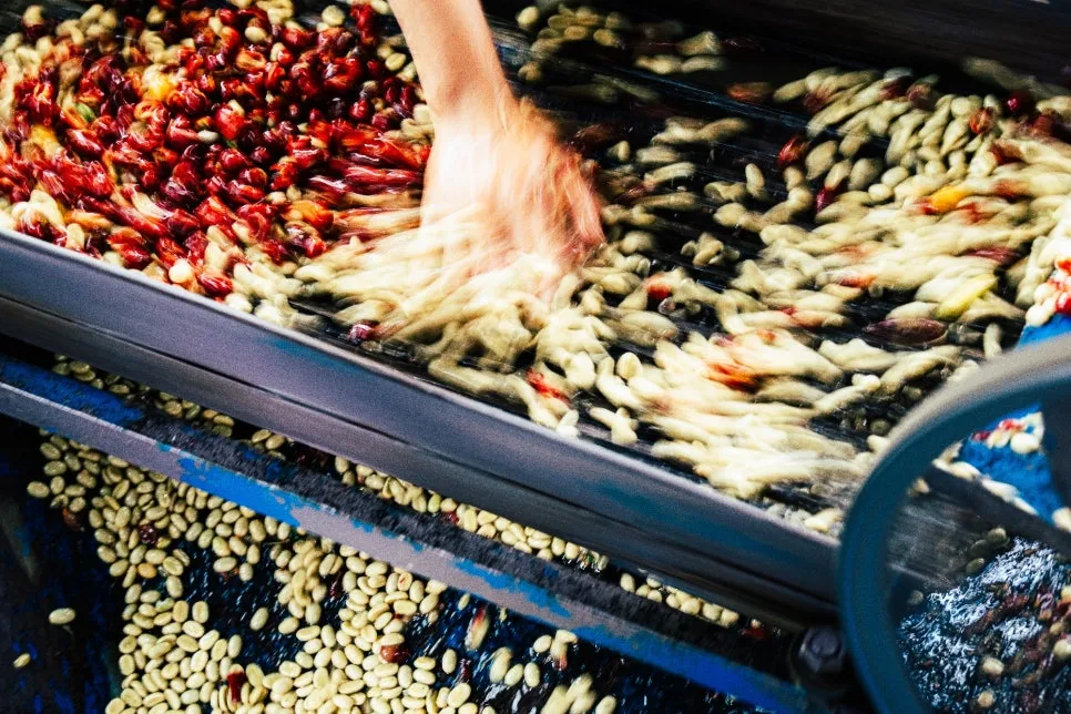 %EC%86%90_%ED%8C%8C%EC%B9%B4%EB%A7%88%EB%9D%BC_%EC%BB%A4%ED%94%BC_%ED%8C%9C_(9).jpg?type=w966