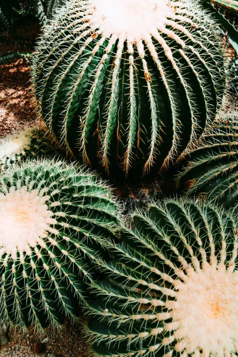 DSC06790.jpg?type=w466