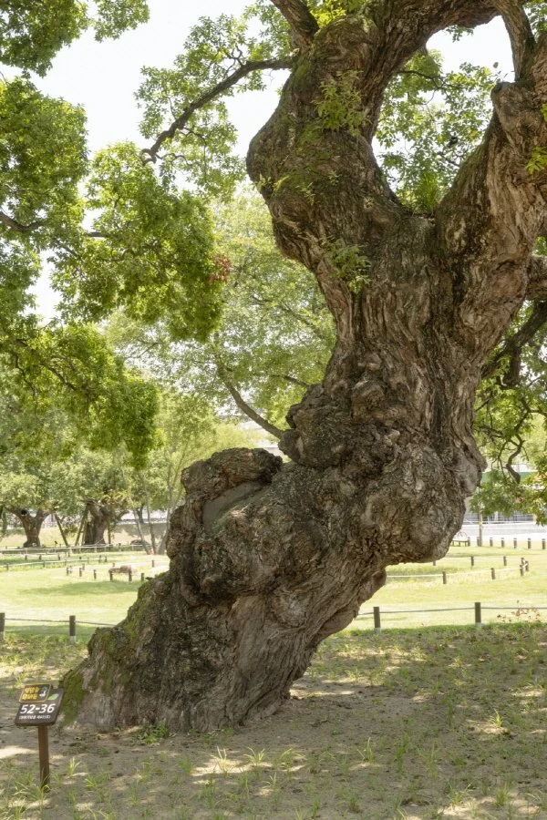 %EC%84%B1%EB%B0%96%EC%88%B2_%2824%29.jpg?type=w1200