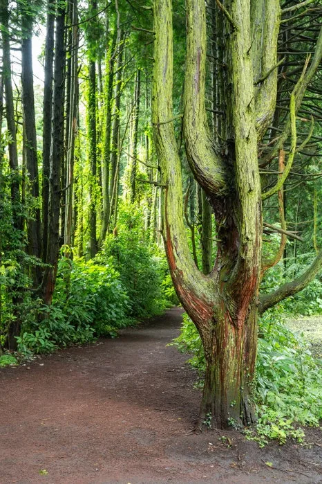 20_%EC%9E%90%EC%97%B0%EC%9D%98_%EC%88%9C%EC%88%98%EB%AF%B8%EB%A5%BC_%EC%A6%90%EA%B8%B8_%EC%88%98_%EC%9E%88%EB%8A%94_%EB%B9%84%EB%B0%80%EC%9D%98_%EC%88%B2.jpg?type=w466