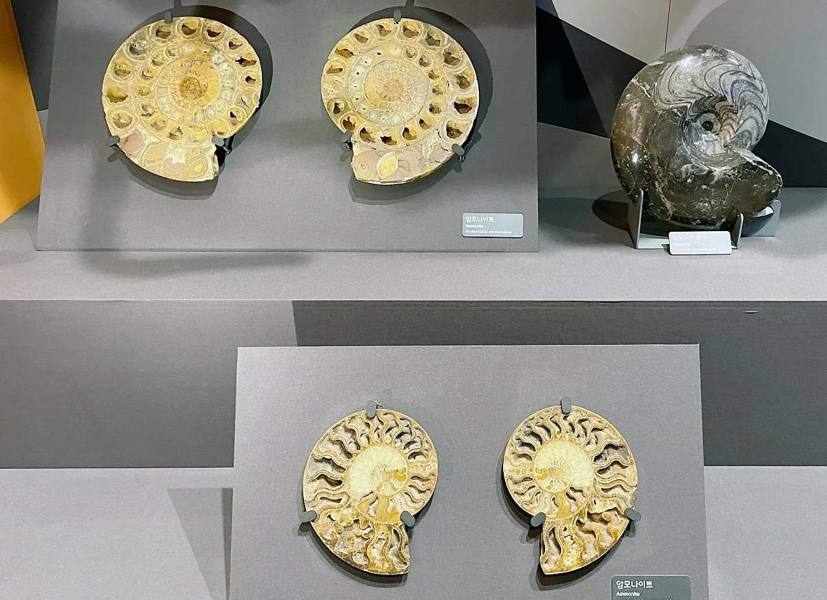 %EA%B0%95%ED%99%94%EC%9E%90%EC%97%B0%EC%82%AC%EB%B0%95%EB%AC%BC%EA%B4%80_%288%29.JPG?type=w1200