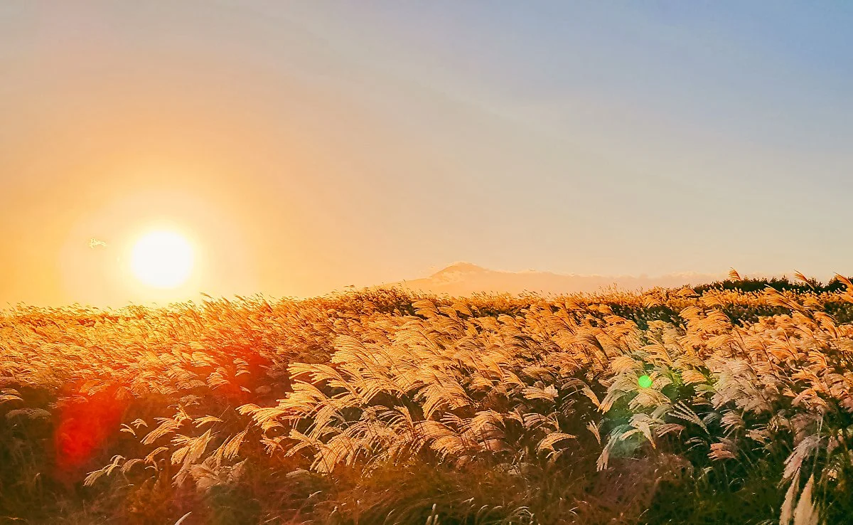 %EA%B0%80%EC%8B%9C%EB%A6%AC%EC%9C%A0%EC%B1%84%EB%B0%AD1.JPG?type=w1200