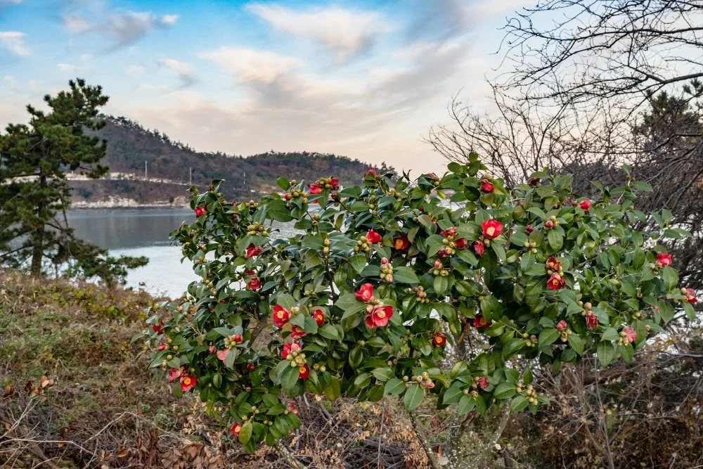 %EB%8F%99%EB%B0%B1.jpg?type=w1200