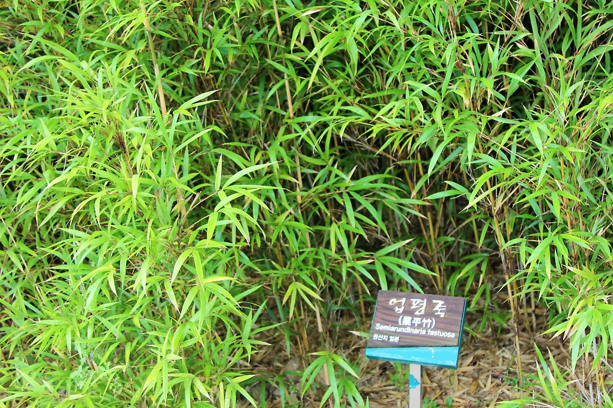 %EC%A0%95%EC%9B%90_%EB%8C%80%EB%82%98%EB%AC%B4_%289%29.JPG?type=w1200