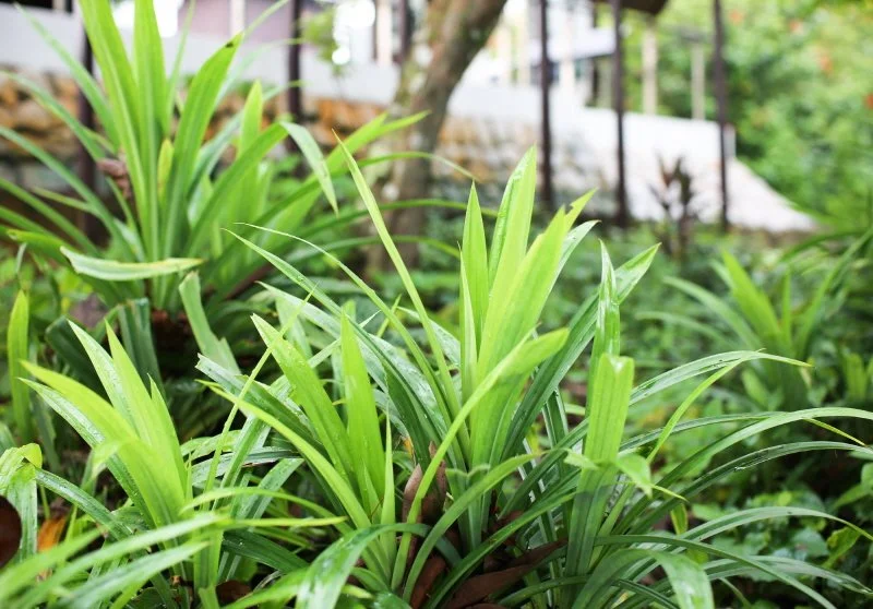 _%EC%8B%B1%EA%B0%80%ED%8F%AC%EB%A5%B4%EC%9D%98_%EA%B5%AD%EB%AF%BC%EC%8B%9D%EB%AC%BC%2C_%ED%8C%90%EB%8B%A8._%EB%A7%9B%EB%8F%84_%EC%A2%8B%EC%A7%80%EB%A7%8C_%EB%AA%A8%EA%B8%B0%EB%A5%BC_%EB%82%B4%EC%AB%93%EB%8A%94%EB%8D%B0_%ED%9A%A8%EA%B3%BC%EA%B0%80_.jpg?type=w1200