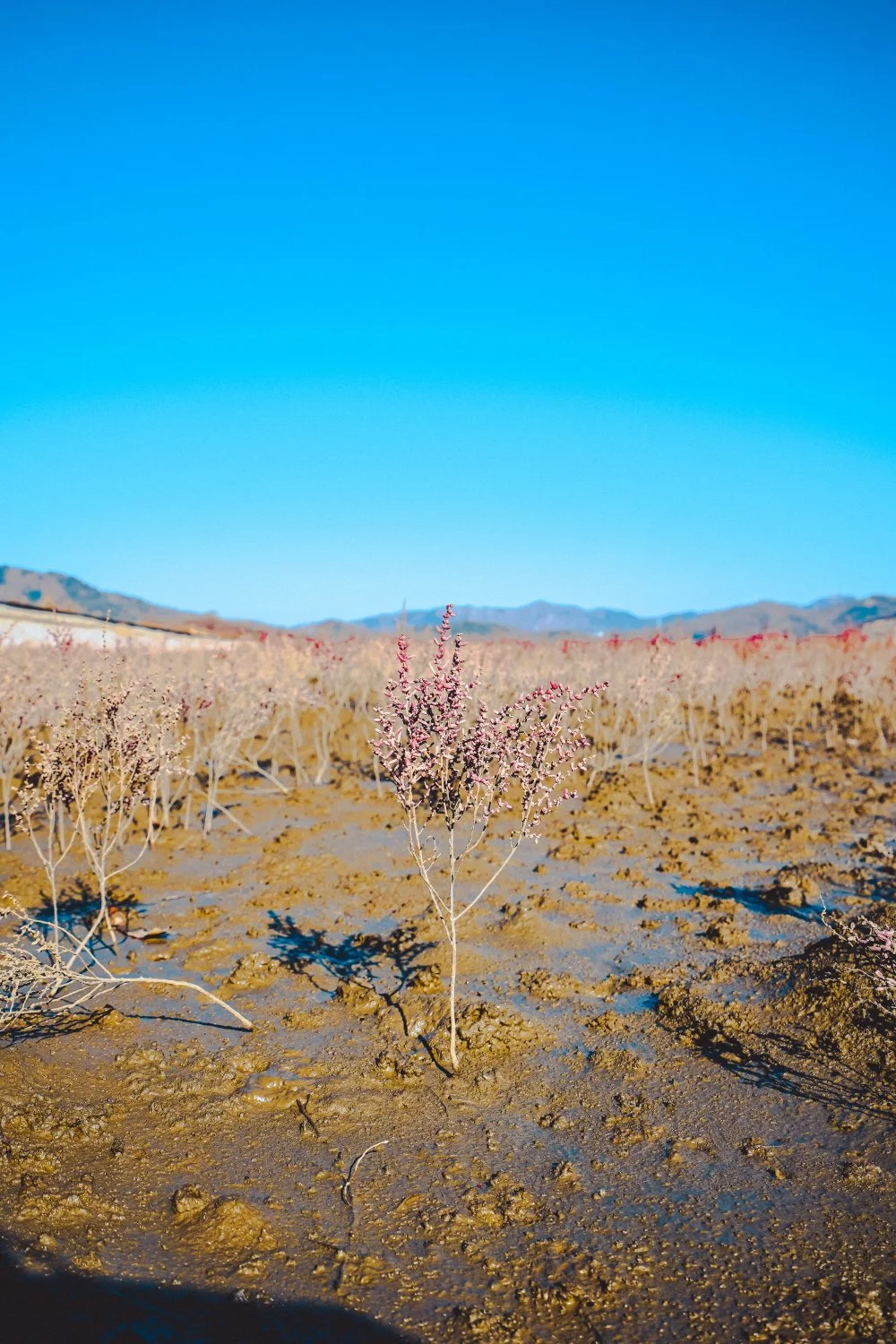 %EC%B9%A0%EB%A9%B4%EC%B4%88%EA%B5%B0%EB%9D%BD%EC%A7%80_%284%29.jpg?type=w1200