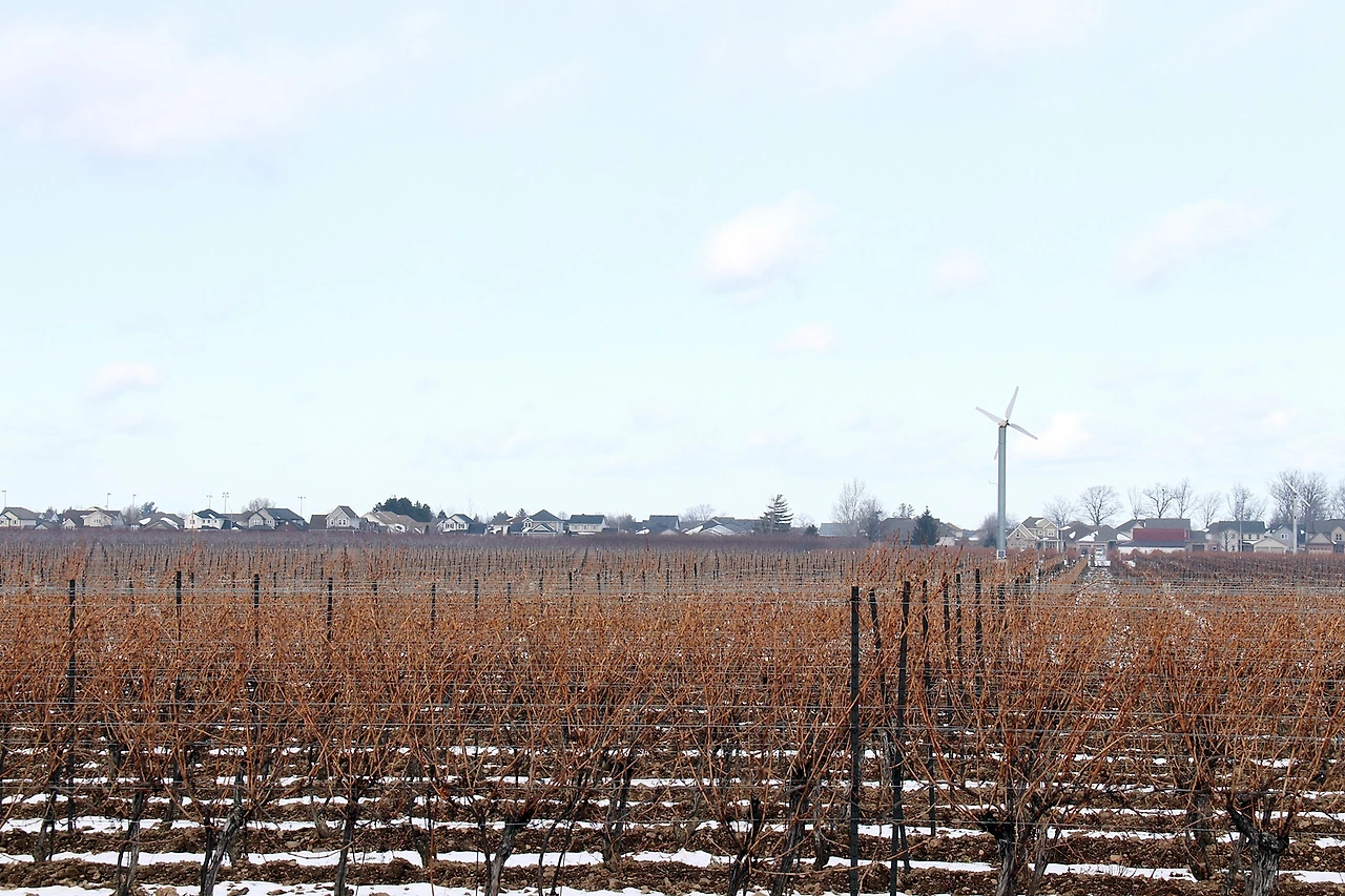 Icewine Festival-3.JPG