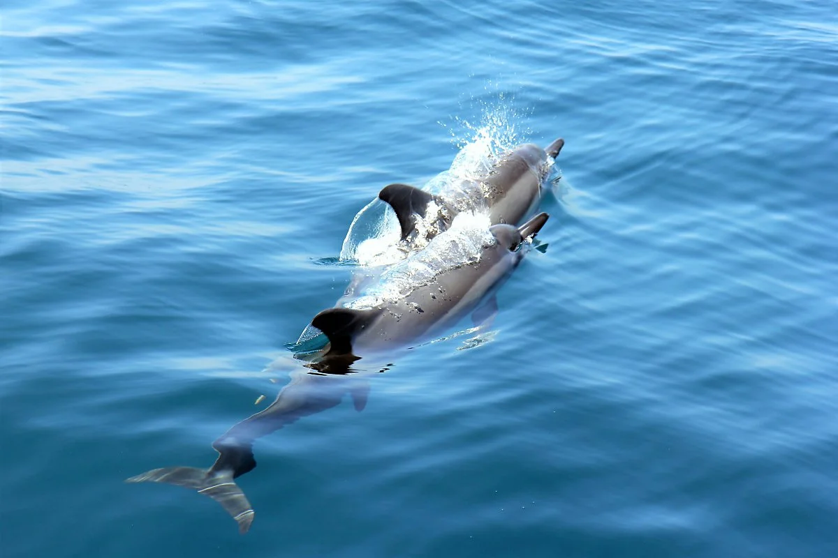 01_%EB%8F%8C%EA%B3%A0%EB%9E%98_%ED%88%AC%EC%96%B4_%281%29.JPG?type=w1200