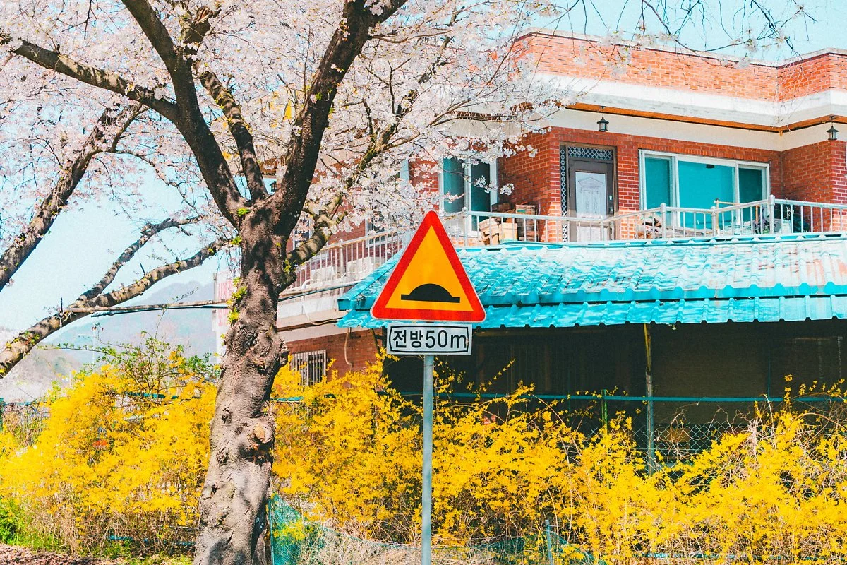 %EC%86%A1%EA%B4%91%EC%82%AC_%EB%B2%9A%EA%BD%83%EA%B8%B8_%2817%29.jpg?type=w1200