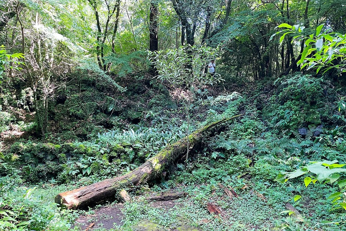 %ED%99%98%EC%83%81%EC%88%B2_%287%29.JPG?type=w1200