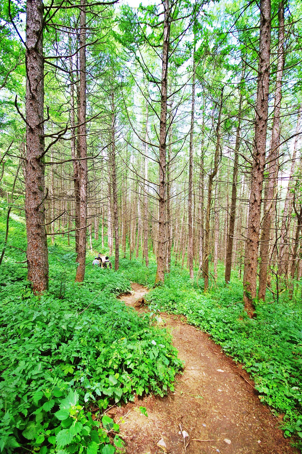 %EC%95%9E%EC%84%9C_%EA%B0%80%EB%8A%94_%EC%82%AC%EB%9E%8C%EB%93%A4%EC%9D%B4_%EB%B9%BC%EA%B3%A1%ED%95%9C_%EC%88%B2%EC%9D%84_%EC%A7%80%EB%82%9C%EB%8B%A4._%EC%98%A4%EC%86%94%EA%B8%B8_%EC%98%86_%ED%92%80%EC%88%B2%EC%97%90_%ED%97%88%EB%A6%AC%EA%B9%8C.JPG?type=w1200