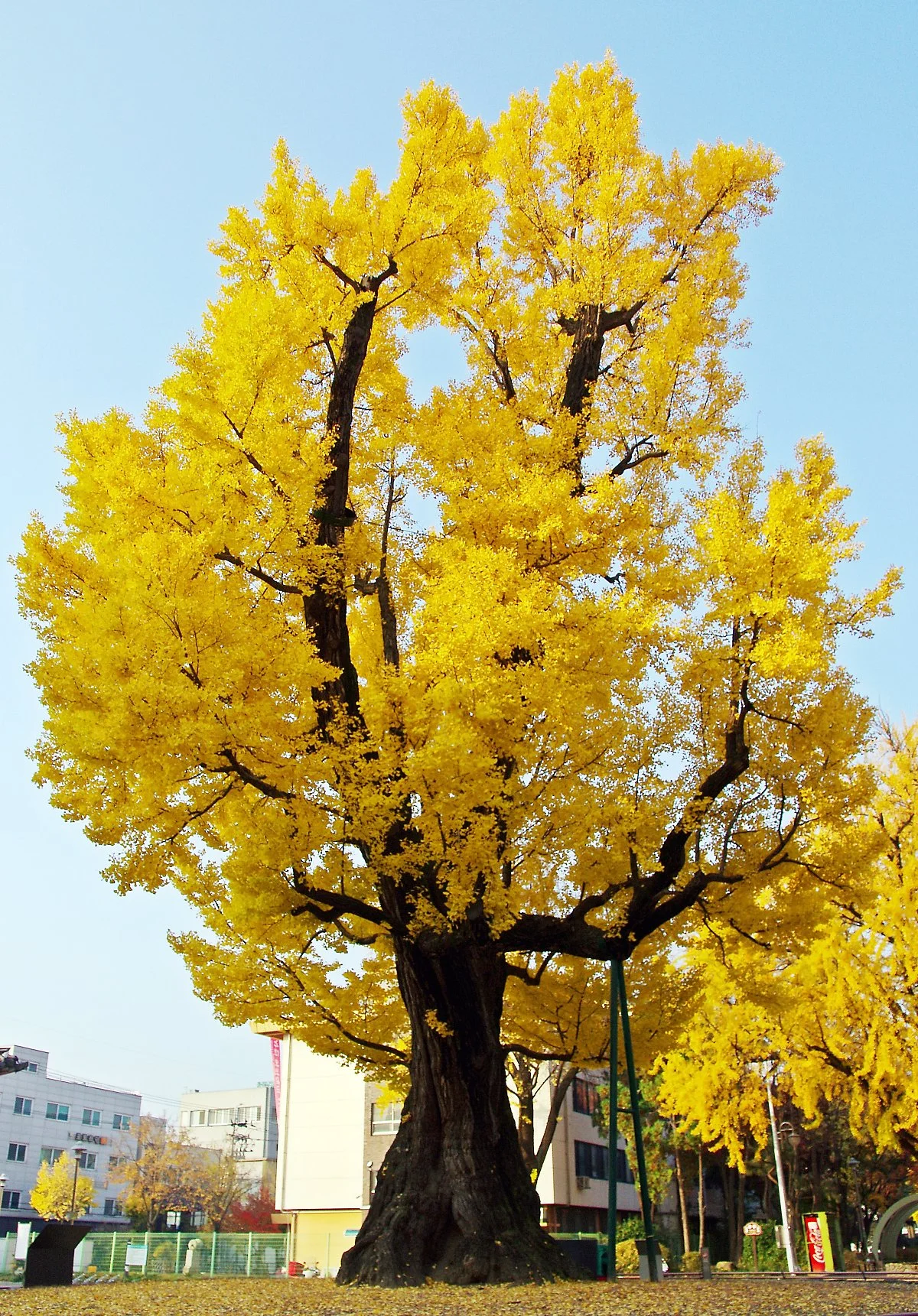 %EC%B2%AD%EC%A3%BC_%EC%A4%91%EC%95%99%EA%B3%B5%EC%9B%90_%EC%95%95%EA%B0%81%EC%88%98..JPG?type=w1200