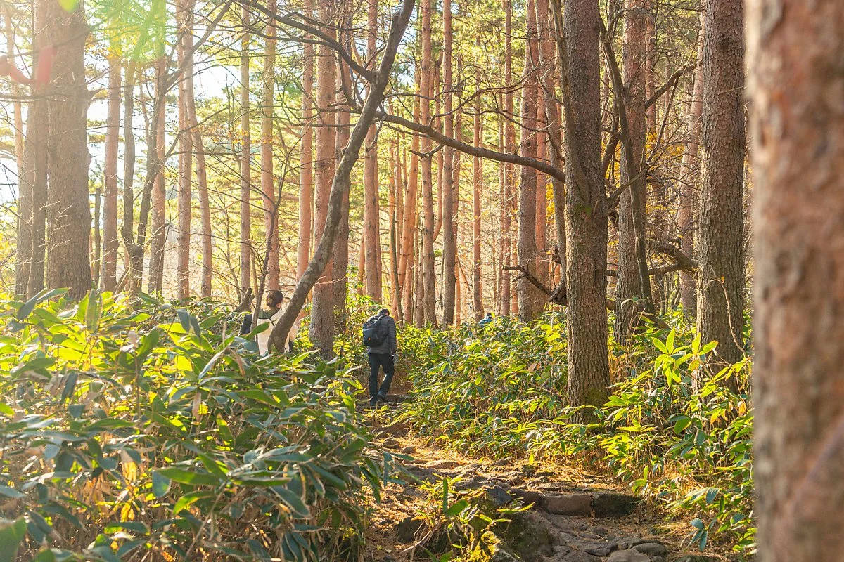 %ED%95%9C%EB%9D%BC%EC%82%B0_%EA%B4%80%EC%9D%8C%EC%82%AC%EC%BD%94%EC%8A%A4_%EC%A4%91%EC%82%B0%EA%B0%84_%ED%83%90%EB%B0%A9%EB%A1%9C_00002.jpg?type=w1200