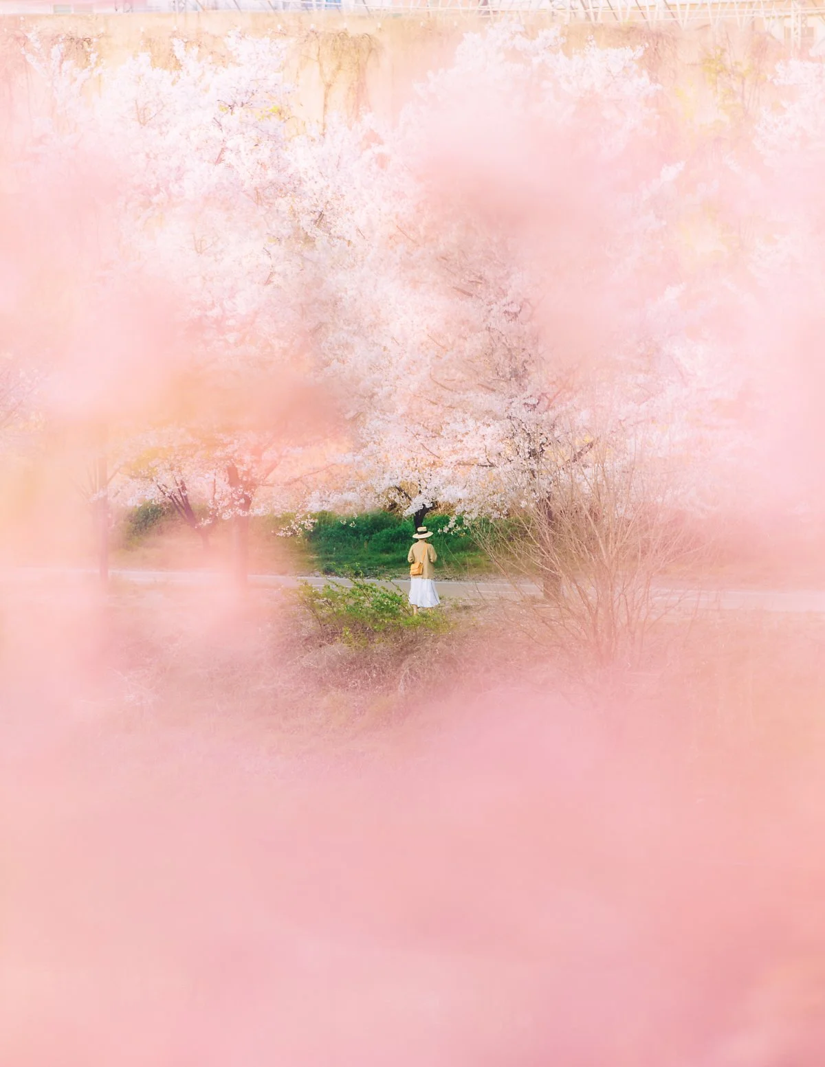 %EC%A4%91%EB%9E%91%EC%B2%9C_%EB%B2%9A%EA%BD%83%EA%B8%B8_%ED%81%AC%EA%B2%8C_%EC%8D%A8%EC%A3%BC%EC%84%B8%EC%9A%A9.jpg?type=w1200