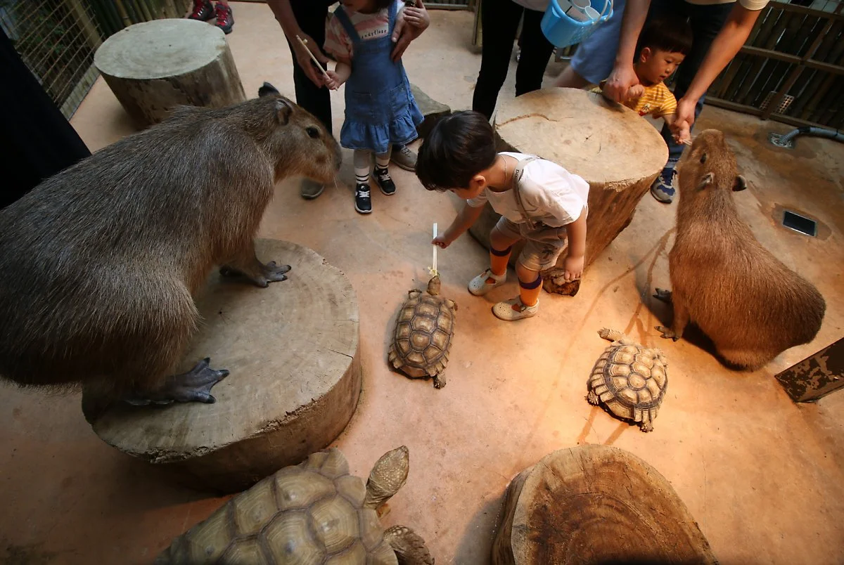 5-2_%EB%A6%AC%EC%A1%B0%ED%8A%B8_%EC%8A%A4%ED%8C%8C%EB%B0%B8%EB%A6%AC.JPG?type=w1200