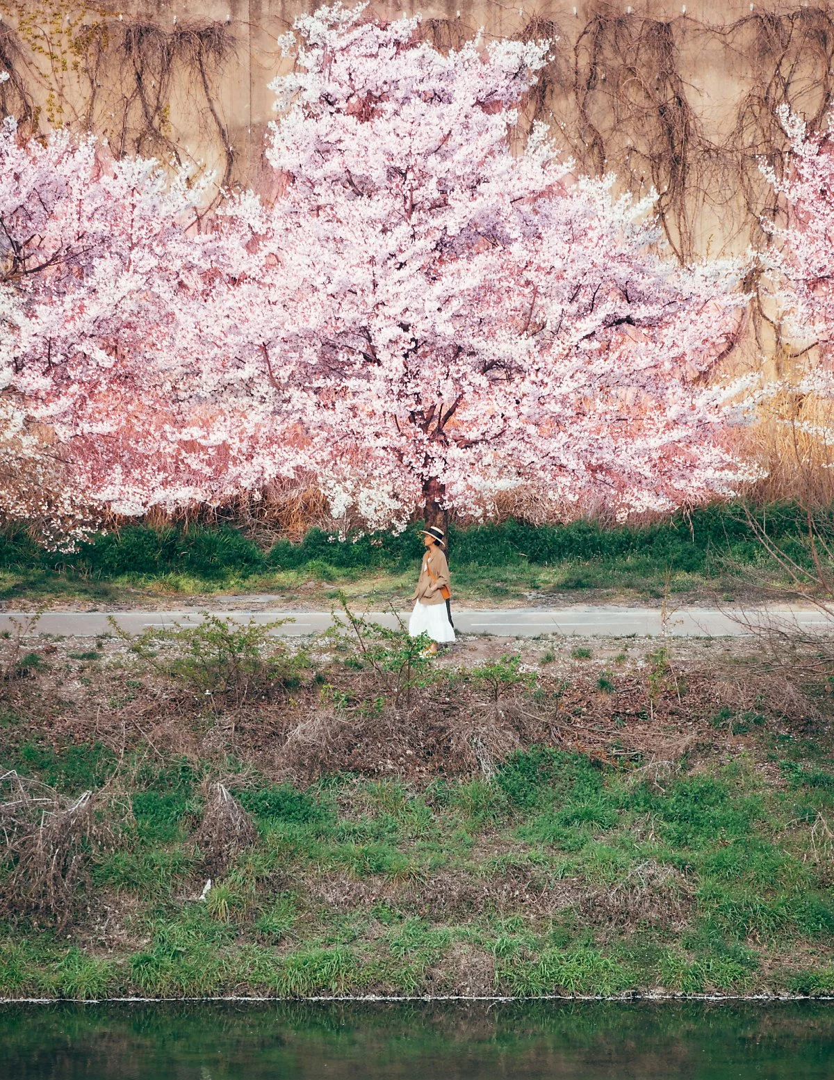 %EC%A4%91%EB%9E%91%EC%B2%9C_%EB%B2%9A%EA%BD%83_%282%29.jpg?type=w1200