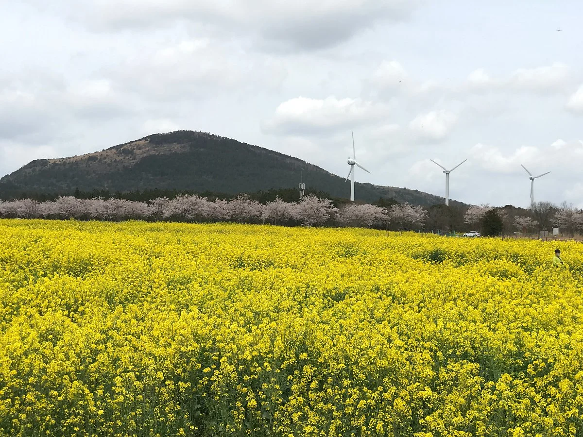 %EC%9C%A0%EC%B1%84%EA%BD%83%EC%B6%95%EC%A0%9C_%281%29.jpg?type=w1200