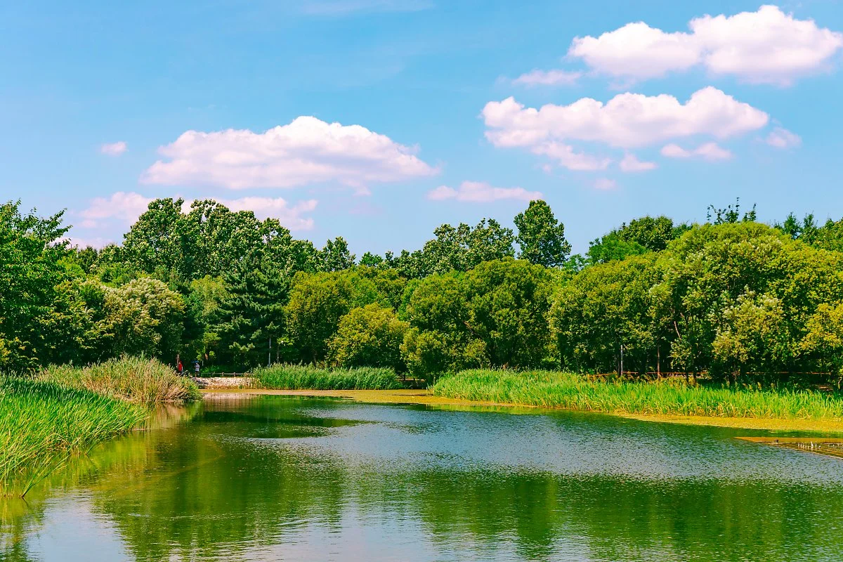 d_%EC%84%9C%EC%9A%B8%EC%88%B2_1.jpg?type=w1200