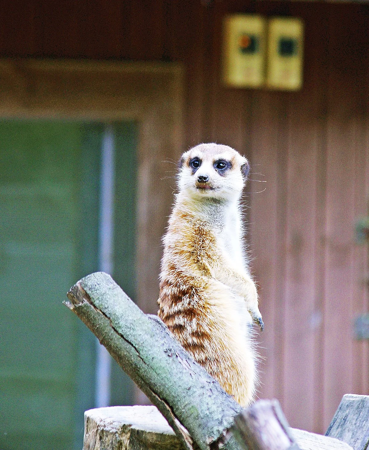 %EC%B2%AD%EC%A3%BC%EB%8F%99%EB%AC%BC%EC%9B%90%EC%97%90_%EC%9E%88%EB%8A%94_%EB%AF%B8%EC%96%B4%EC%BA%A3..JPG?type=w1200