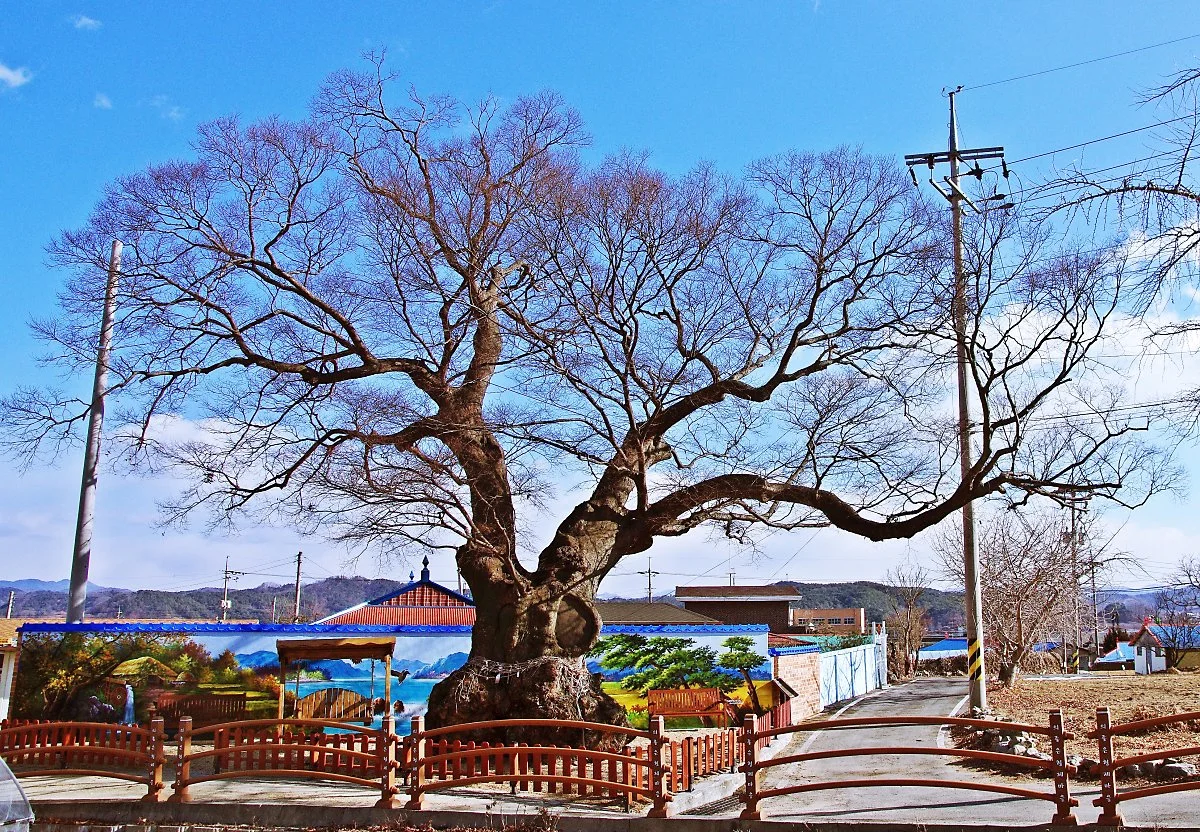 %EB%B0%B0_%EB%A7%A8_%EB%82%98%EB%AC%B4.JPG?type=w1200