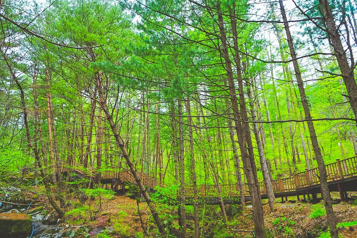 4._%EA%B0%80%EC%95%BC%EC%82%B0_%EC%82%B0%EC%B1%85%EB%A1%9C.jpg?type=w1200