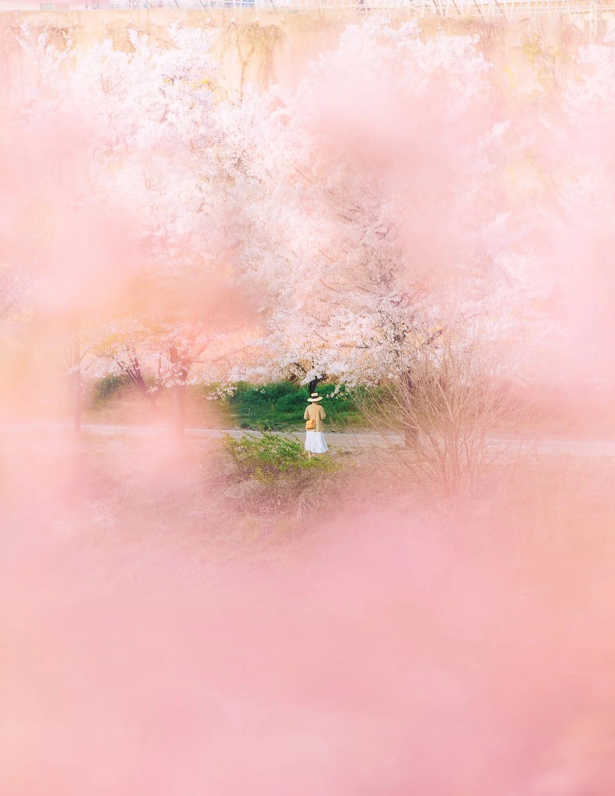 %EC%A4%91%EB%9E%91%EC%B2%9C_%EB%B2%9A%EA%BD%83%EA%B8%B8_%ED%81%AC%EA%B2%8C_%EC%8D%A8%EC%A3%BC%EC%84%B8%EC%9A%A9.jpg?type=w1200