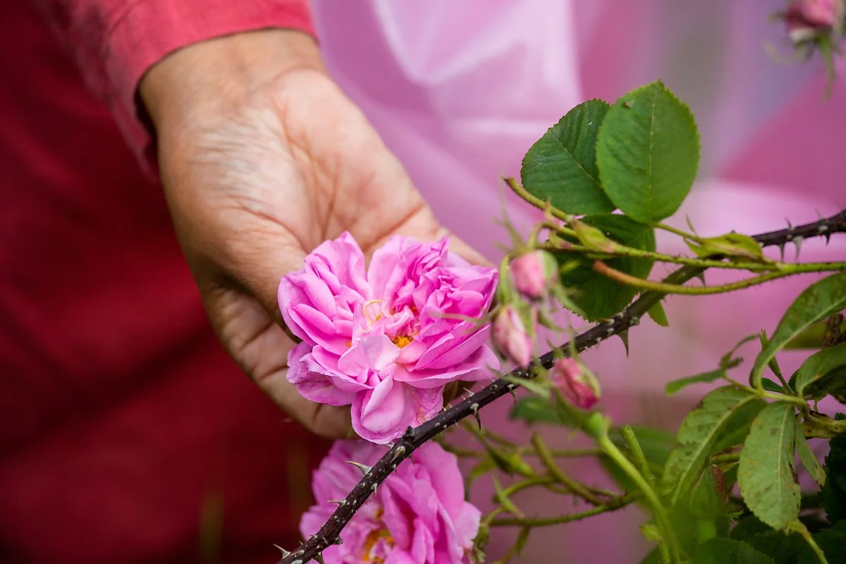 %EB%B6%88%EA%B0%80%EB%A6%AC%EC%95%84_%EC%9E%A5%EB%AF%B8%EB%86%8D%EC%9E%A5_%2817%29.jpg?type=w1200