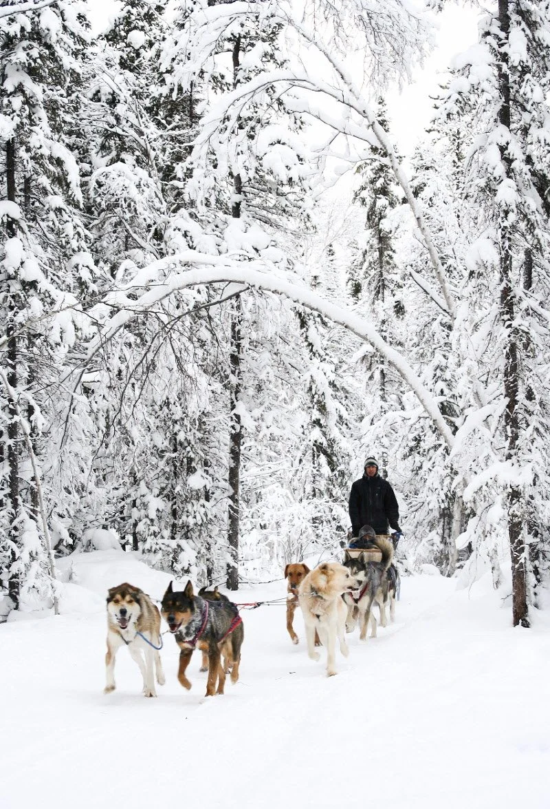 %EC%98%A4%EB%A1%9C%EB%9D%BC%EB%B9%8C%EB%A6%AC%EC%A7%80%C2%A9Indigenous_Tourism_Canada.jpg?type=w1200