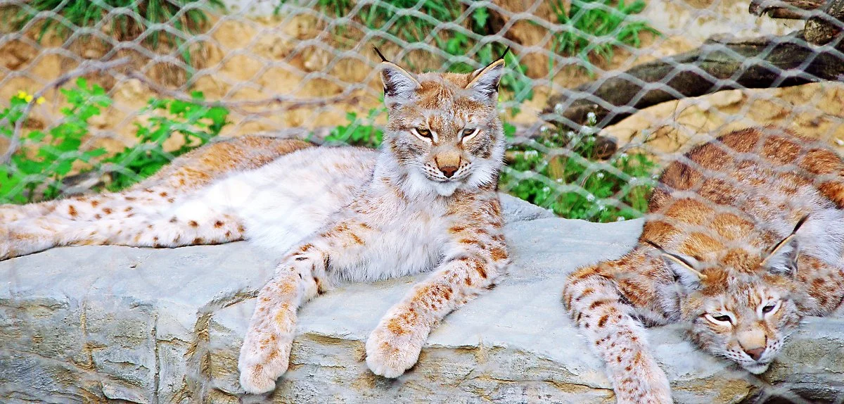 %EC%B2%AD%EC%A3%BC%EB%8F%99%EB%AC%BC%EC%9B%90%EC%97%90_%EC%9E%88%EB%8A%94_%EC%8A%A4%EB%9D%BC%EC%86%8C%EB%8B%88.JPG?type=w1200