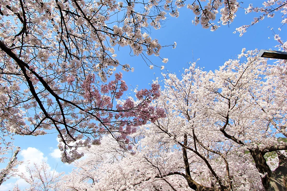 01%EC%9E%91%EC%B2%9C%EC%A0%95_%282%29.JPG?type=w1200