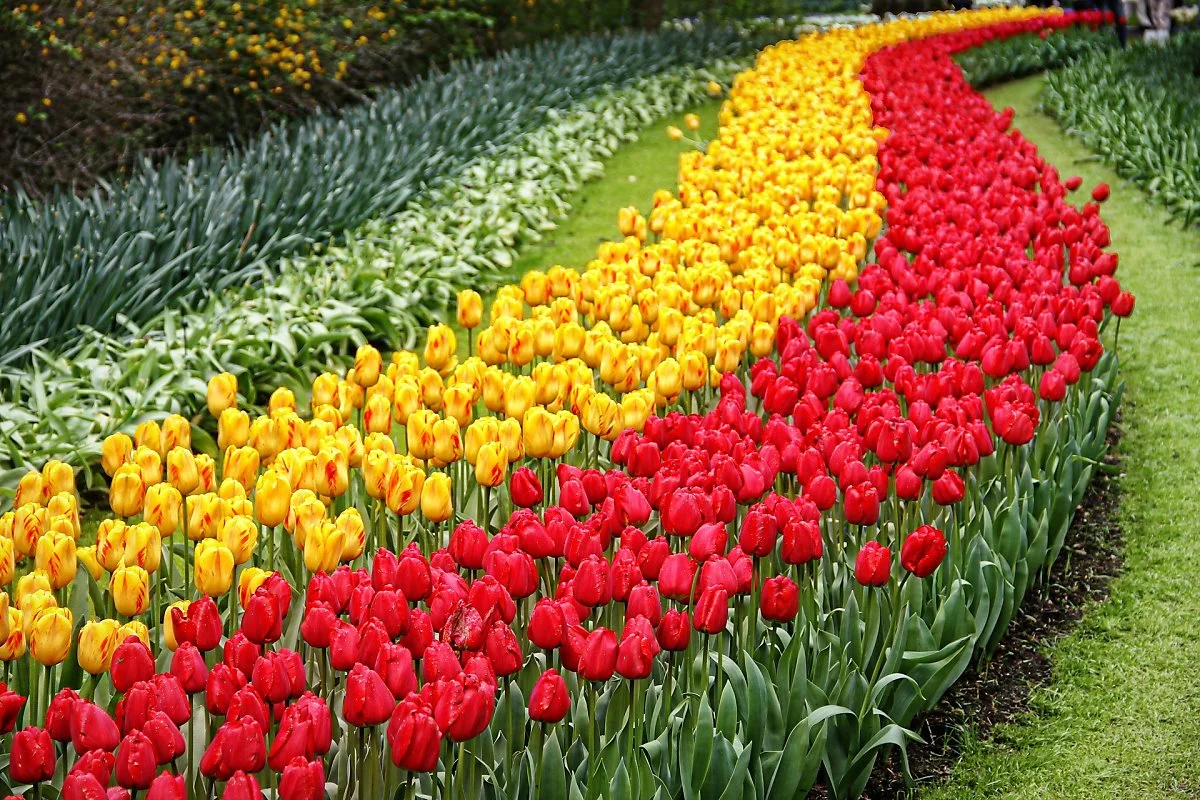 Keukenhof_%282%29.jpg?type=w1200