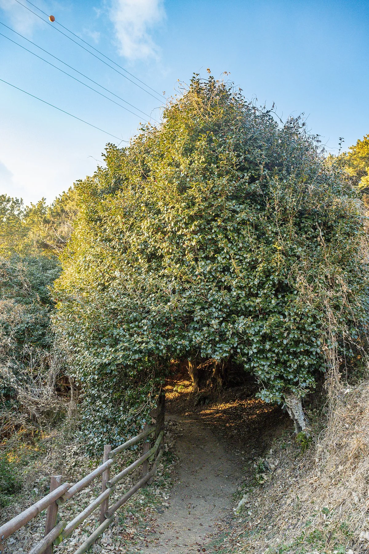 %EB%8F%99%EB%B0%B1%EB%82%98%EB%AC%B4%ED%84%B0%EB%84%90_%283%29.jpg?type=w1200