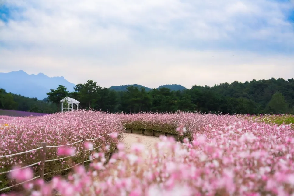 %EA%B3%A0%EC%84%9D%EC%A0%95%EA%BD%83%EB%B0%AD-14.jpg?type=w966