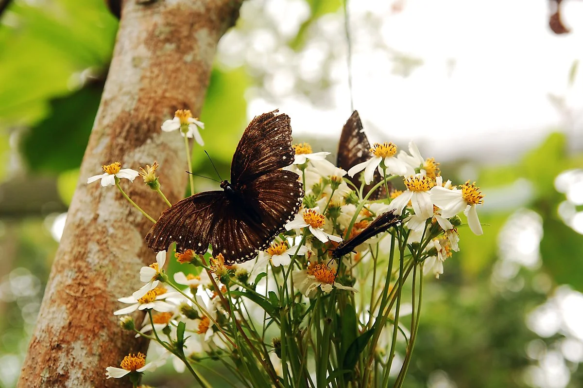 %EB%82%98%EB%B9%84_%EB%B3%B4%ED%98%B8_%EC%84%BC%ED%84%B0.jpg?type=w1200