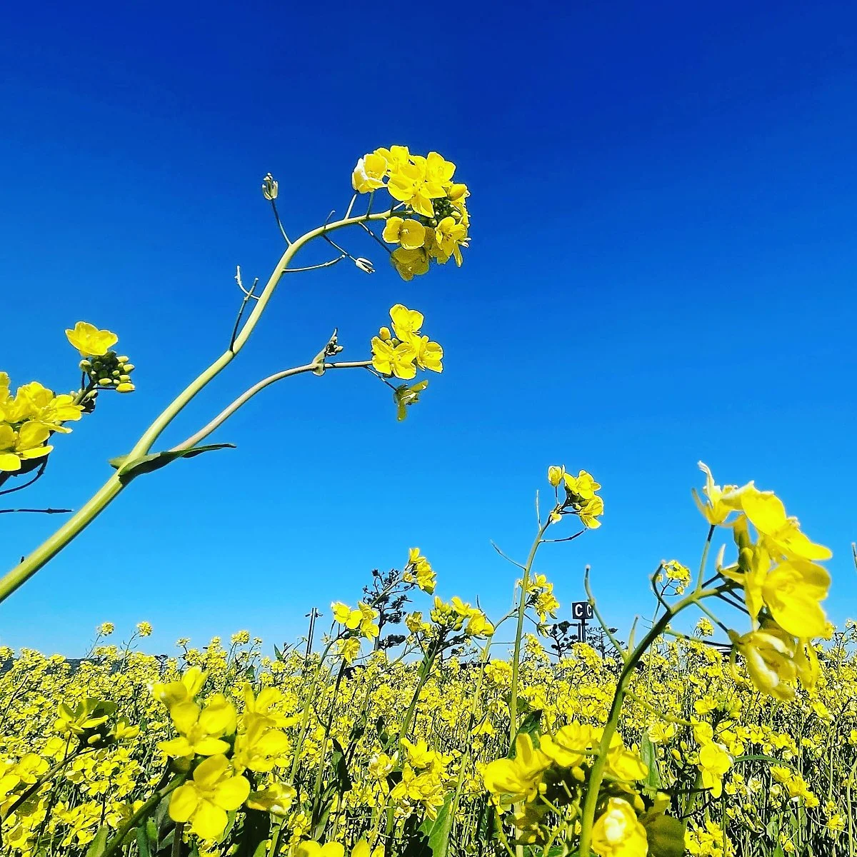 %EC%84%AD%EC%A7%80%EC%BD%94%EC%A7%80_%281%29.JPG?type=w1200