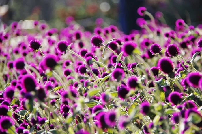 %EC%96%91%EC%A3%BC_%EC%B2%9C%EB%A7%8C%EC%86%A1%EC%9D%B4_%EC%B2%9C%EC%9D%BC%ED%99%8D_%EC%B6%95%EC%A0%9C_2019.jpg?type=w1200