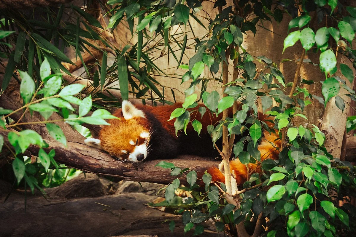 %EC%9E%90%EC%9D%B4%EC%96%B8%ED%8A%B8_%ED%8C%90%EB%8B%A4_%EC%96%B4%EB%93%9C%EB%B2%A4%EC%B2%98_%283%29.jpg?type=w1200