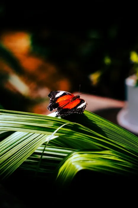 %ED%98%B8%EC%A3%BC_%EB%82%98%EB%B9%84_%EB%B3%B4%ED%98%B8_%EA%B5%AC%EC%97%AD_(1).jpg?type=w466