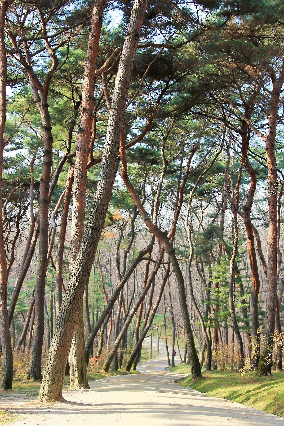 %EC%9C%B5%EA%B1%B4%EB%A6%89_%284%29.JPG?type=w1200