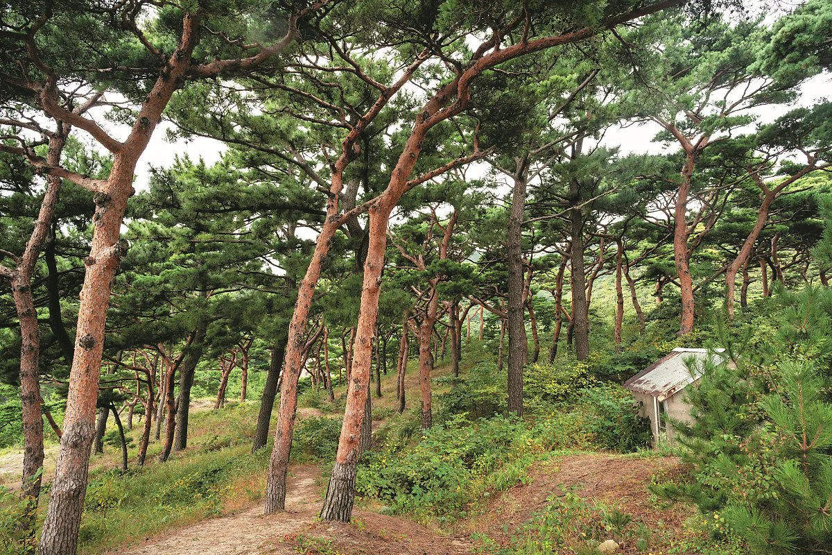 %EB%8C%80%EC%B2%AD%EB%8F%84_%2811%29%EB%AA%A8%EB%9E%98%EC%9A%B8%ED%95%B4%EB%B3%80_%EA%B8%B0%EB%A6%B0%EC%86%A1.jpg?type=w1200