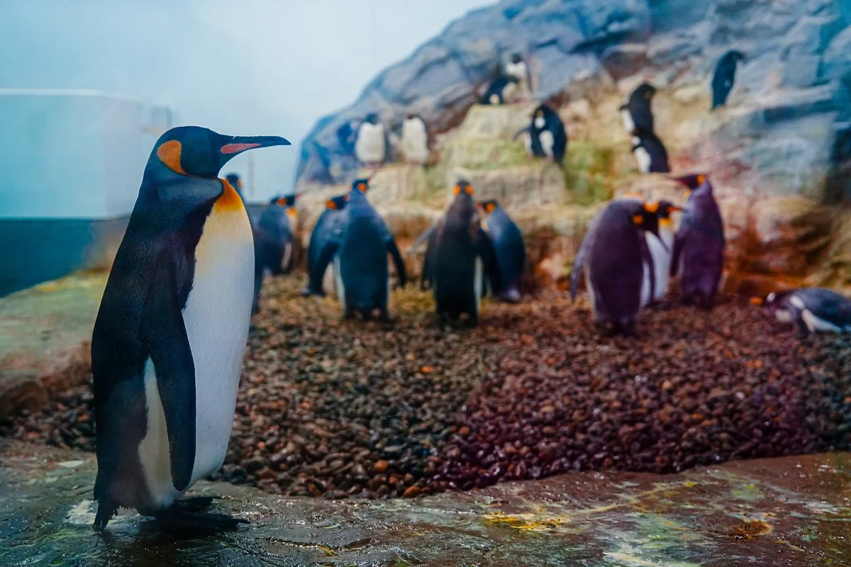 %EC%95%84%EC%82%AC%ED%9E%88%EC%95%BC%EB%A7%88_%EB%8F%99%EB%AC%BC%EC%9B%90_%2810%29.jpg?type=w1200