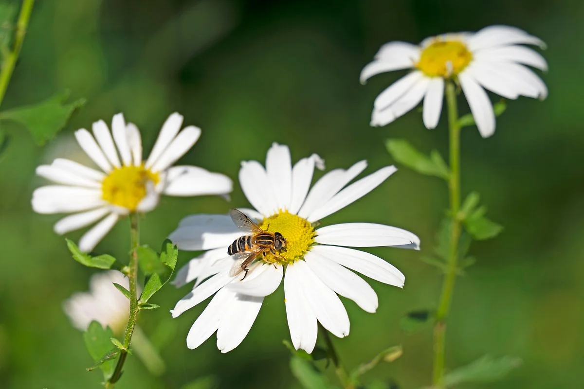 %EC%82%AC%EC%A7%847_%EA%B5%AC%EC%A0%88%EC%B4%88.jpg?type=w1200